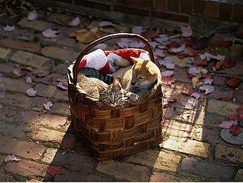 卡牌塔防游戏《预言之牌》Steam页面公布 不支持中文